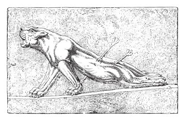 Yaralı aslan, vintage illüstrasyon kazınmış.