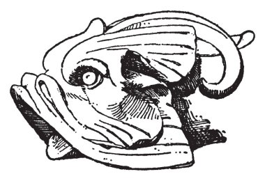 Yunus baş hayvan tasarım, vintage çizgi çizme veya oyma illüstrasyon çerçevedir.