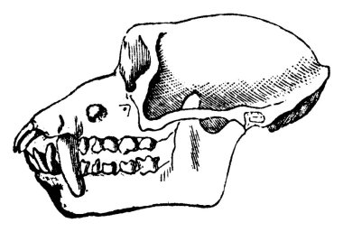 Makak kafatası, vintage illüstrasyon kazınmış. Doğal Tarih hayvanların, 1880