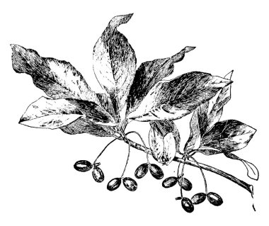 Nyssa Sylvatica has several common names including tupelo, Pepperidge, black gum, and sour gum. The leaves are oval shaped with fine hairs along the veins. The fruits are black and nearly an inch long, vintage line drawing or engraving illustration. clipart