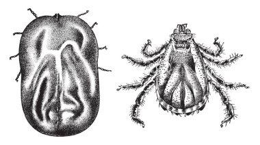 Bir ekonomik açıdan önemli kene, vintage çizgi çizme veya oyma illüstrasyon sığır kene olduğunu.