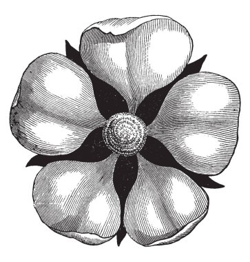 Bir resim Pistillate çiçek gösteriyor. Pistillate bir çiçek bir kadın, sadece pistils, vintage çizgi çizme veya oyma illüstrasyon taşıyan..