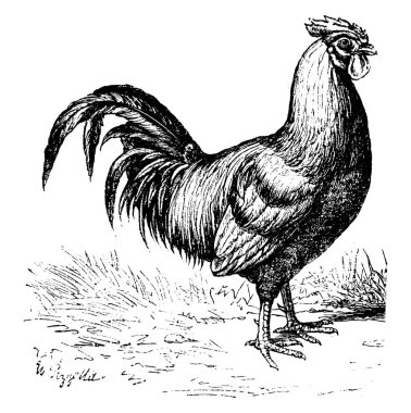 Horoz veya horoz veya horoz, vintage illüstrasyon kazınmış. Doğal Tarih hayvanların, 1880