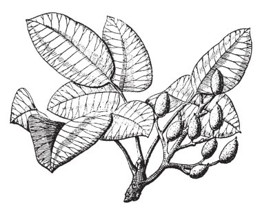 Pistachioa küçük bir Asya ağaç (menengiç Vera) bir yeşilimsi yemeklik tohum, vintage çizgi çizme veya oyma illüstrasyon drupaceous olan meyve içeren kaju ailedir.