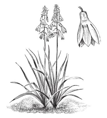 Alışkanlık gösterilen ve tek çiçek Galtonia Candicans, olarak da bilinen yaz sümbül müstakil bir resim. Güney Afrika, vintage çizgi çizme veya oyma illüstrasyon yerli.