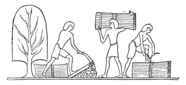 Tohum, kök, vintage oyulmuş şekilde ayırmak