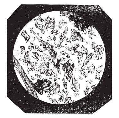 Saf kahve, tahıl hücre kendisi, vintage oyulmuş illüstrasyon. Endüstriyel ansiklopedi E.-O. Lami - 1875