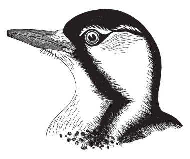 Hangi lekeli ve çapraz çizgili gövde, vintage çizgi çizme veya oyma illüstrasyon kırmızı cockaded ağaçkakan.