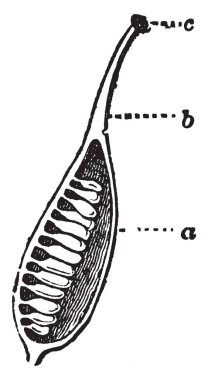 Bu resmi bir pistil gösteriyor. Bu çiçek iç bir parçasıdır. Bu bölümü merkezi bölümünden kesilir. Yumurtalık, vintage çizgi çizme veya oyma illüstrasyon iç kısmı bu görüntü gösterir.