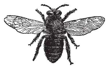 Arı davet onların burunları, vintage çizgi çizme veya oyma illüstrasyon insanlar yerine kullanmak gibi kullanılır.