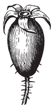 Kuşburnu gösteren bir resim. Oval şekilli ve kırmızı kalın bu. Bu meyve, vintage çizgi çizme veya oyma illüstrasyon bir türüdür.