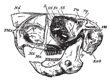 Bu resimde Cape atlama Hare, vintage çizgi çizme veya oyma illüstrasyon temsil eder..