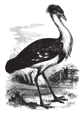 Siyah gagalı damla ilâ dört buçuk feet uzunluğu, vintage çizgi çizme veya oyma illüstrasyon ölçebilirsiniz.