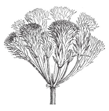 Anormal Proliferous önümüzdeki Güney Afrika'da bulunan vahşi bir türdür. Ekili bitkiler 