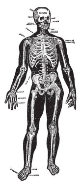 Omurgalılarda kemik ve kıkırdak, vintage çizgi çizme veya oyma illüstrasyon oluşur framework hayvanların.