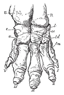 Fil ayağı çok ve çok sayıda çizim için beton, vintage ile karışık veya illüstrasyon oyma erimiş nükleer yakıt yapılan katı bir kütle olduğunu.