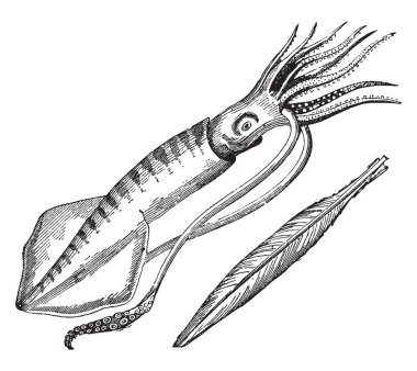 Ortak kalamar en iyi bilinen familyasına ait cins, vintage çizgi çizme veya oyma illüstrasyon.