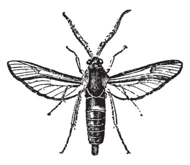 Sesiidae bir aile Lepidoptera, vintage çizgi çizme veya oyma illüstrasyon vardır.