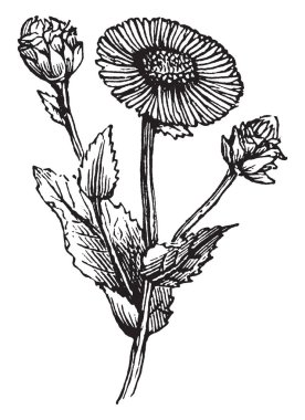 Bir resim Elecampane, olarak da bilinen Inula Helenium gösteriyor. Bitki papatya ailesine ait. Anavatanı Avrupa ve Asya'dır. Bu bir bitki, vintage çizgi çizme veya oyma illüstrasyon.
