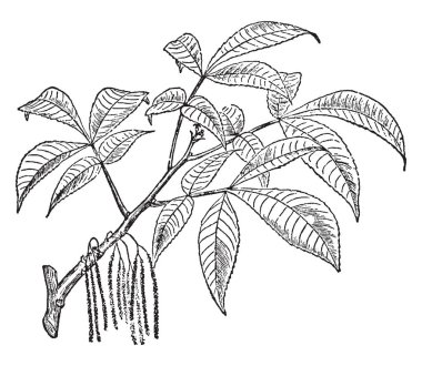 Bu bir yavaş büyüyen uzun ömürlü, uzun onun taproot nedeniyle ve böcek hasarı tabi nakli zor ağacıdır. Bu ağaç sivri yaprakları, vintage çizgi çizme veya oyma illüstrasyon yeri vardır.