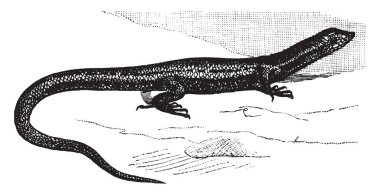 Ablepharus ortak gözlü yılan skinks, vintage çizgi çizme veya oyma illüstrasyon içeren bir skinks cinsidir.
