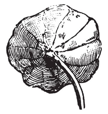 SAP çıkmak ortasından Merkezi, bu şekli gibi küçük bir kalkan, vintage çizgi çizme veya oyma illüstrasyon bırakır.