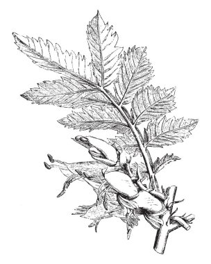 Ortak melianthus çiçek bal çiçek adıdır. Çiçek Bankası üzerinde yeşil olur. Turuncu sarı yaprakları ve kanatları içinde ve dışında vintage büyük bir kırmızı nokta çizgi çizim veya gravür illüstrasyon.