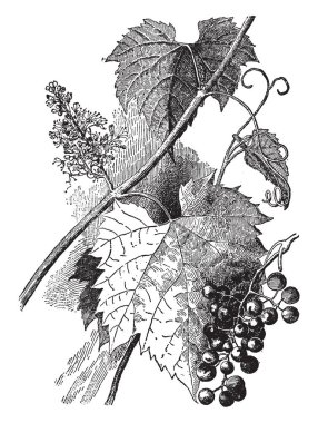 Frost üzüm (Vitis vulpina) Illinois, vintage çizgi çizme veya oyma illüstrasyon bulunabilir birkaç yerel yabani üzüm biridir.