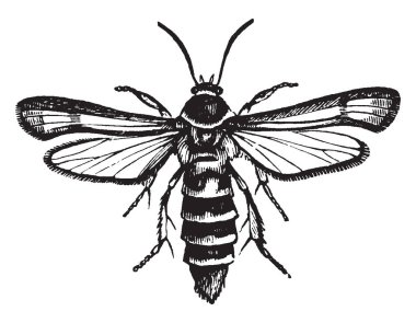 Ahududu, vintage çizgi çizme veya oyma illüstrasyon kökleri bir böcek ahududu matkap sıkıyor.