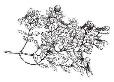 Ascyrum Hypericoides St Andrew's çapraz bilinir. Açık sarı renk, vintage çizgi çizme veya oyma illüstrasyon ile yaz aylarında çiçek çiçek.