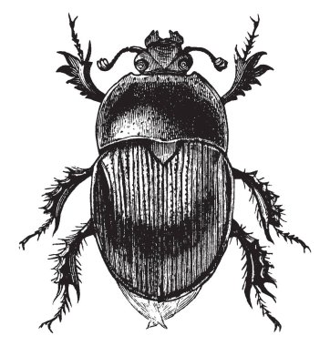 Drone Beetle aile Geotrypidae, vintage çizgi çizim veya gravür illüstrasyon tipik 