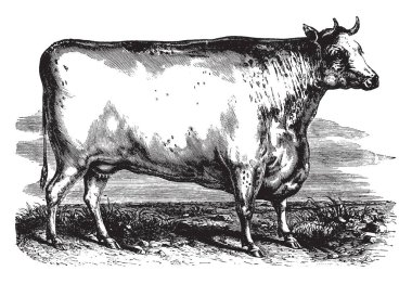 Durham North East of England, vintage çizgi çizme veya oyma illüstrasyon kökenli sığır.