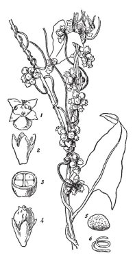 Bir resim Küsküt gösterir. Cuscutaceae ailesine ait. Bu içerir: 1. çiçek kaldırıldı, 2. Calyx, 3. Bölüm do, 4. meyve kalıcı bir corolla tarafından 5 saran. tohum ve 6. Embriyo, vintage çizgi çizme veya oyma illüstrasyon.