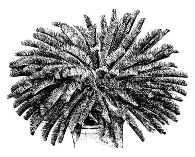 Bir ağaç büyük gövde ve kalın uzun yaprakları, vintage çizgi çizme veya oyma illüstrasyon.