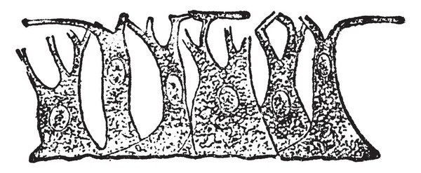 Эпидермные Клетки Мышечных Волокон Гидры Рисунок Винтажных Линий Гравировка — стоковый вектор