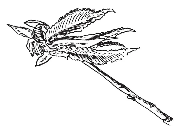 葉は卵形ラウンド 非対称白いニレの葉と呼ばれます 葉の側の つは広いと小さいです これはあそこに従って多くのラインと深い歯状の葉 ビンテージ ライン図面または彫刻のイラスト — ストックベクタ
