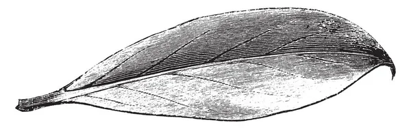 Лист Ilex Aquifolium Bessonia Рисунок Винтажных Линий Гравировка — стоковый вектор