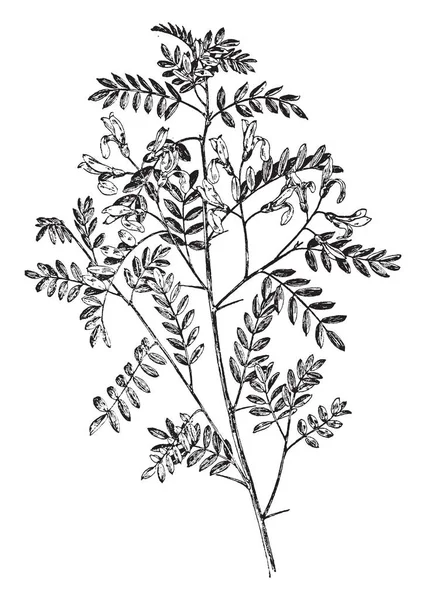 그림은 Viciifolia Sophora 공장을 보여줍니다 그것은 전단지 화려한 Pinnate 나뭇잎 — 스톡 벡터