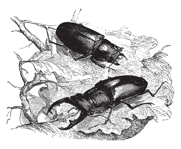 Escarabajo Ciervo Actualmente Clasificado Cuatro Subfamilias Dibujo Línea Vintage Ilustración — Archivo Imágenes Vectoriales