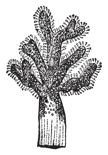 Alcyonium는 Alcyoniidae 빈티지 드로잉 그림에에서 부드러운 산호의 — 스톡 벡터