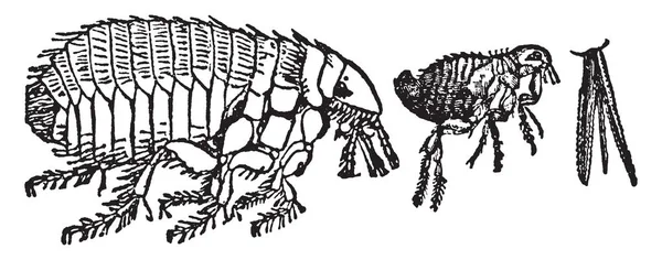 벼룩은 포유류 빈티지 그림에는 Ectoparasite로 — 스톡 벡터