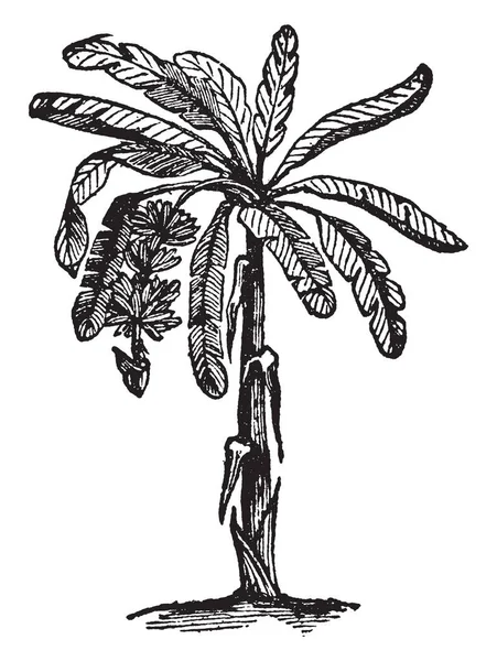 Подорожник Растение Семейства Банановых Musaceae Относящееся Обыкновенному Банану Sapientum Плод — стоковый вектор