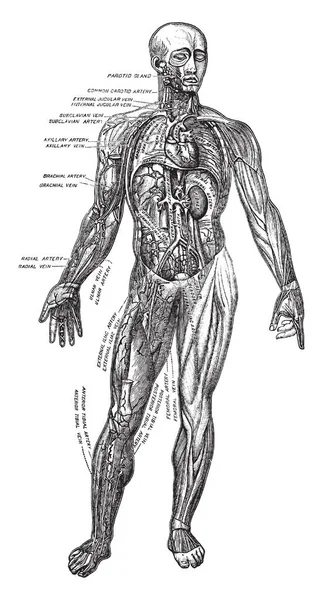 Principais Músculos Direita Certos Órgãos Peito Abdômen Linha Vintage Desenho — Vetor de Stock