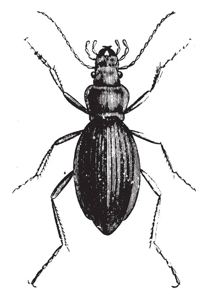 常见的花园甲虫是昆虫的最广泛的命令之一 复古线条画或雕刻插图 — 图库矢量图片