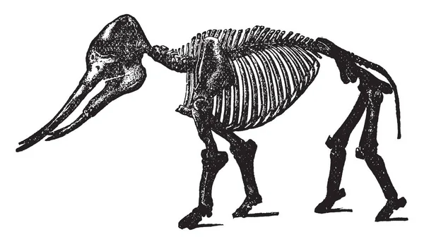 マストドンは長鼻類の真象 ビンテージの線描画や彫刻イラストと近縁の絶滅した属 — ストックベクタ