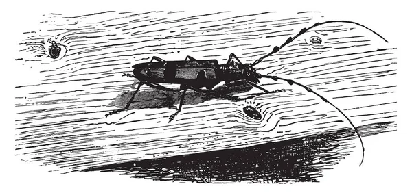 罗莎莉甲壳虫是一个非常优雅的物种 复古线画或雕刻插图 — 图库矢量图片