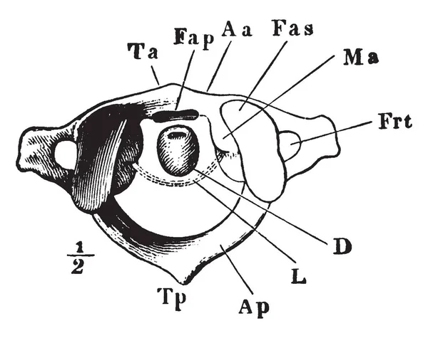 Esta Ilustración Representa Atlas Vertebra Dibujo Línea Vintage Ilustración Grabado — Archivo Imágenes Vectoriales