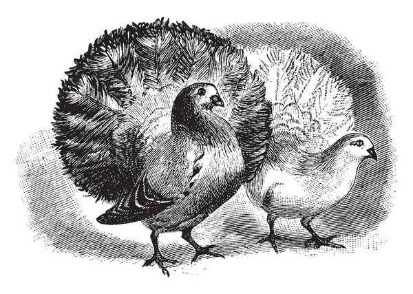 Dos Palomas Fantail Una Raza Popular Paloma Lujo Dibujo Línea — Archivo Imágenes Vectoriales