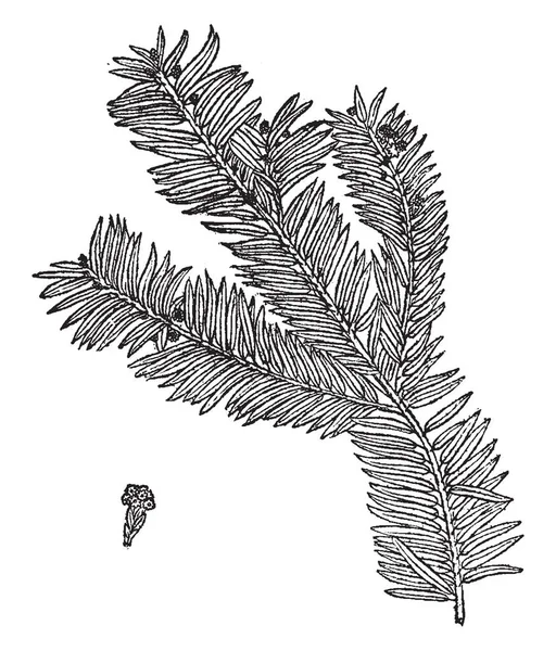 Der Baum Wird Diesem Rahmen Gezeigt Wird Taxus Brevifolia Vintage — Stockvektor