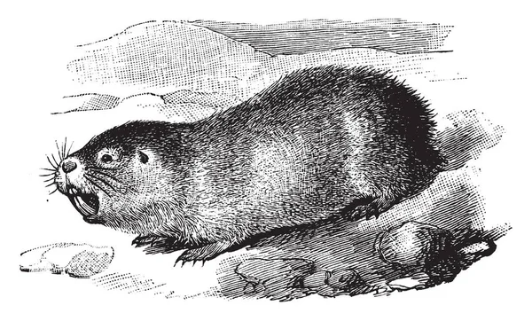 Cape Mole Rat Roedor Familia Bathyergidae Blesmols Dibujo Líneas Vintage — Vector de stock